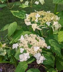 Attēlu rezultāti vaicājumam “Hydrangea arborescens subsp. discolor flower”