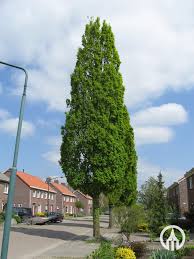 Attēlu rezultāti vaicājumam “Quercus robur Fastigiata”