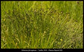 Attēlu rezultāti vaicājumam “Schoenus ferrugineus flower”