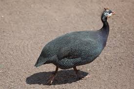 Attēlu rezultāti vaicājumam “Numida meleagris adult”