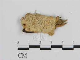 Attēlu rezultāti vaicājumam “Laurilia sulcata”