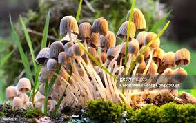 Attēlu rezultāti vaicājumam “Coprinus disseminatus”