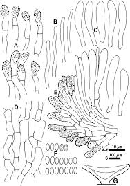 Attēlu rezultāti vaicājumam “Hyphodiscus hymeniophilus”