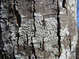 Attēlu rezultāti vaicājumam “Pertusaria leioplaca”