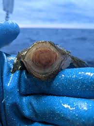 Image result for Lophius americanus