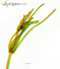 Attēlu rezultāti vaicājumam “Nitella flexilis”