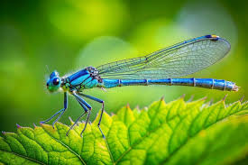 Attēlu rezultāti vaicājumam “Coenagrion puella male”