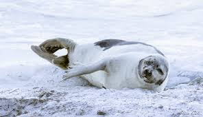 Image result for Pagophilus groenlandicus