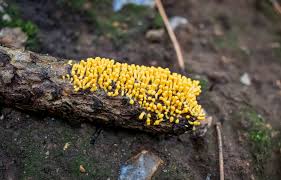 Attēlu rezultāti vaicājumam “Fuligo cinerea macro”