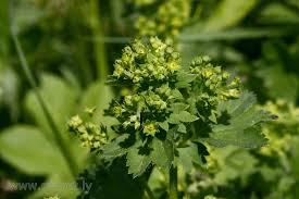 Attēlu rezultāti vaicājumam “Alchemilla vulgaris aggr. leaf”