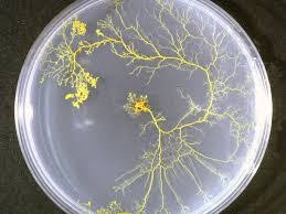 Attēlu rezultāti vaicājumam “Physarum obscurum plasmodium”
