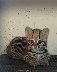 Image result for оцелот