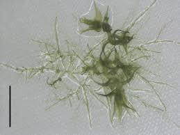 Attēlu rezultāti vaicājumam “Drepanocladus trifarius”