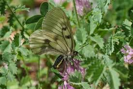 Attēlu rezultāti vaicājumam “Parnassius mnemosyne underside”