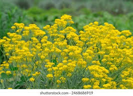 Attēlu rezultāti vaicājumam “Alyssum gmelinii”