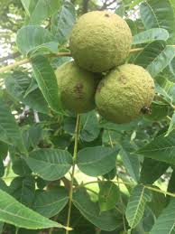 Attēlu rezultāti vaicājumam “Juglans”