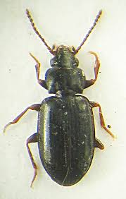 Attēlu rezultāti vaicājumam “Tachyta nana”