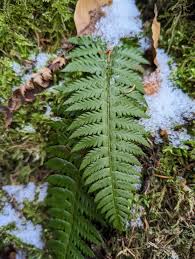 Attēlu rezultāti vaicājumam “Polystichum aculeatum”
