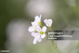 Attēlu rezultāti vaicājumam “Cardamine amara flower”