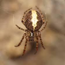 Attēlu rezultāti vaicājumam “Metellina merianae”