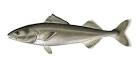 Alaska Seafood Marketing Institute (
