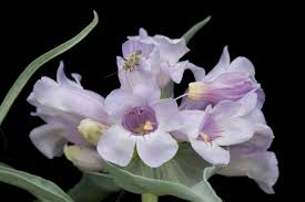 Attēlu rezultāti vaicājumam “Adelphocoris lineolatus imago”