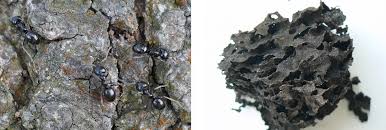 Attēlu rezultāti vaicājumam “Lasius fuliginosus”