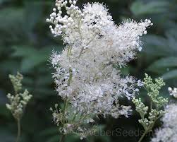 Attēlu rezultāti vaicājumam “Filipendula ulmaria  flower”