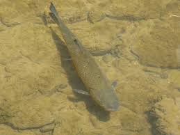 Image result for Squalius cephalus