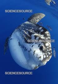 Image result for Mola alexandrini