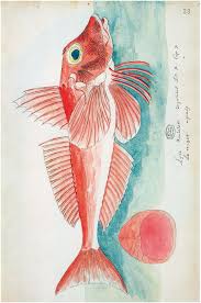 Image result for Eugerres plumieri