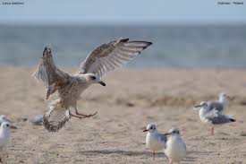 Attēlu rezultāti vaicājumam “Larus marinus”