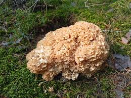 Attēlu rezultāti vaicājumam “Sparassis crispa”