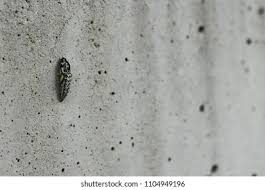 Attēlu rezultāti vaicājumam “Aporia crataegi pupa”