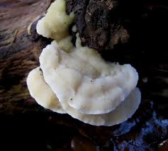 Attēlu rezultāti vaicājumam “Gloeoporus dichrous”