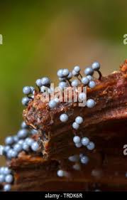 Attēlu rezultāti vaicājumam “Cribraria argillacea macro”