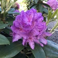 Attēlu rezultāti vaicājumam “Rhododendron catawbiense”