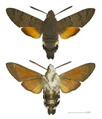 Image result for hawk moth