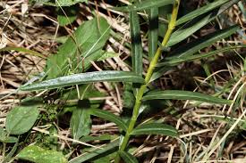 Attēlu rezultāti vaicājumam “Gentiana pneumonanthe”