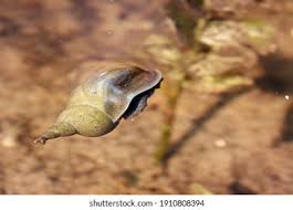 Attēlu rezultāti vaicājumam “Lymnaeidae”