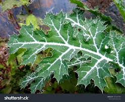 Attēlu rezultāti vaicājumam “Papaver argemone leaf”