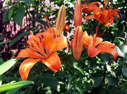 Attēlu rezultāti vaicājumam “Lilium lancifolium bud”