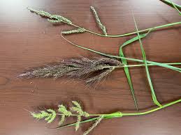 Attēlu rezultāti vaicājumam “Echinochloa crus-galli”