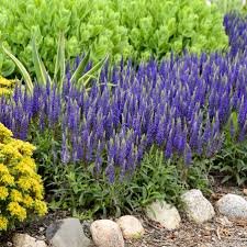 Attēlu rezultāti vaicājumam “Veronica spicata fruit”