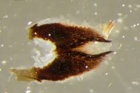 Attēlu rezultāti vaicājumam “Zygaena minos”