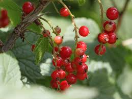 Attēlu rezultāti vaicājumam “Ribes rubrum”