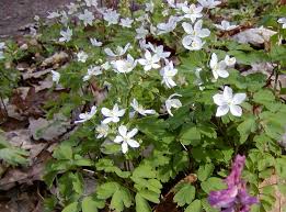 Attēlu rezultāti vaicājumam “Isopyrum thalictroides fruit”