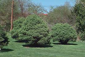 Attēlu rezultāti vaicājumam “Pinus strobus”