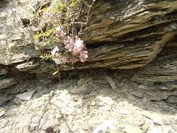 Attēlu rezultāti vaicājumam “Sedum pallidum flower”