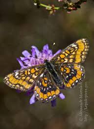 Attēlu rezultāti vaicājumam “Euphydryas maturna pupa”